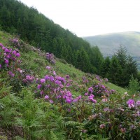 Rhododendron